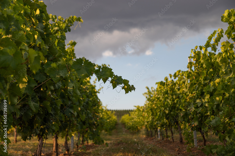 Vineyard located in Samakhi district