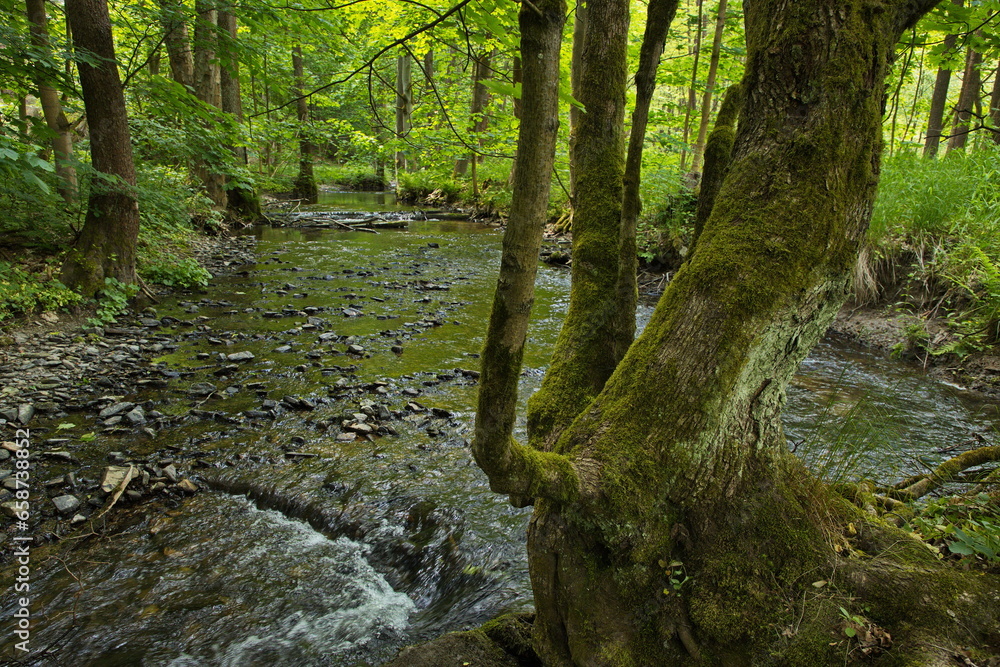 River River