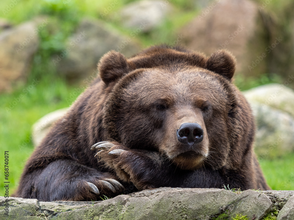 Adult Kamchatka brown bear