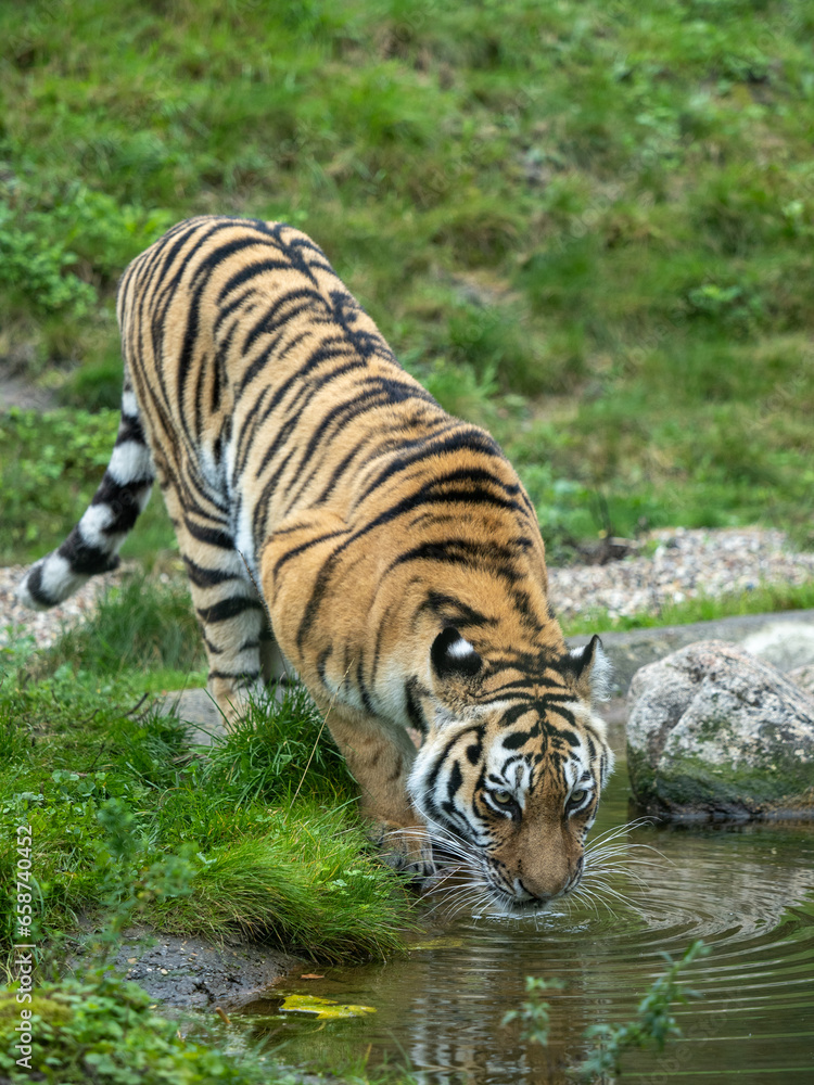 Siberian Tiger drinking from a pond Siberian Tiger drinking from a pond
