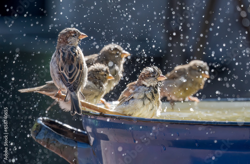 Group of house sparrows, Passer domesticus,  enjoying bathing and splashing about in the water of an enamel tub in a garden, it keeps feathers well-groomed, Germany 