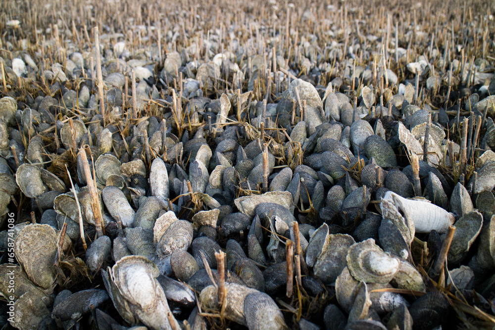 group of shells group of shells