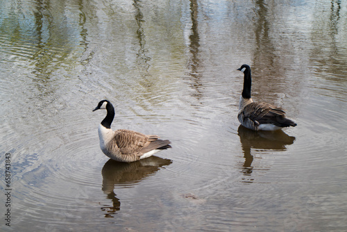 ducks on the lake © emeromerophoto
