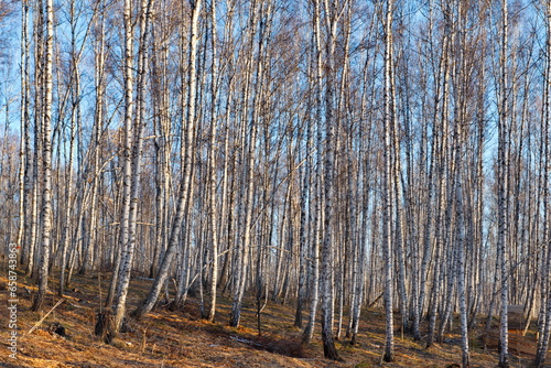 Russia. Western Siberia. A picturesque stockade of slender birches on the lake shore of the Parnushka River on a cool evening in early spring.