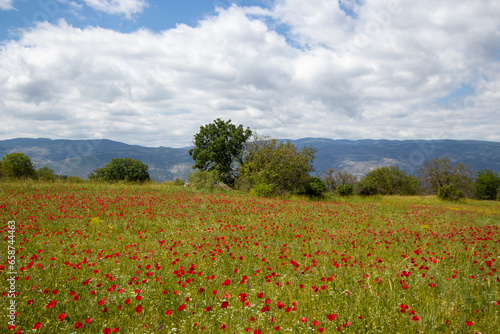 Field of poppies and blue sky with white clouds  