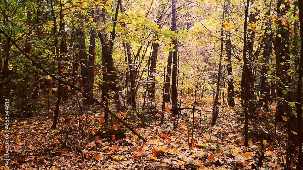 Autumn forest. The witch's habitat. Halloween atmosphere. Natural autumn background. Autumn forest. The witch's habitat. Halloween atmosphere. Natural autumn background.