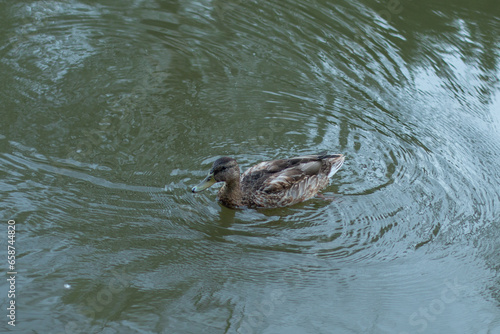 waterfowl in a public arboretum