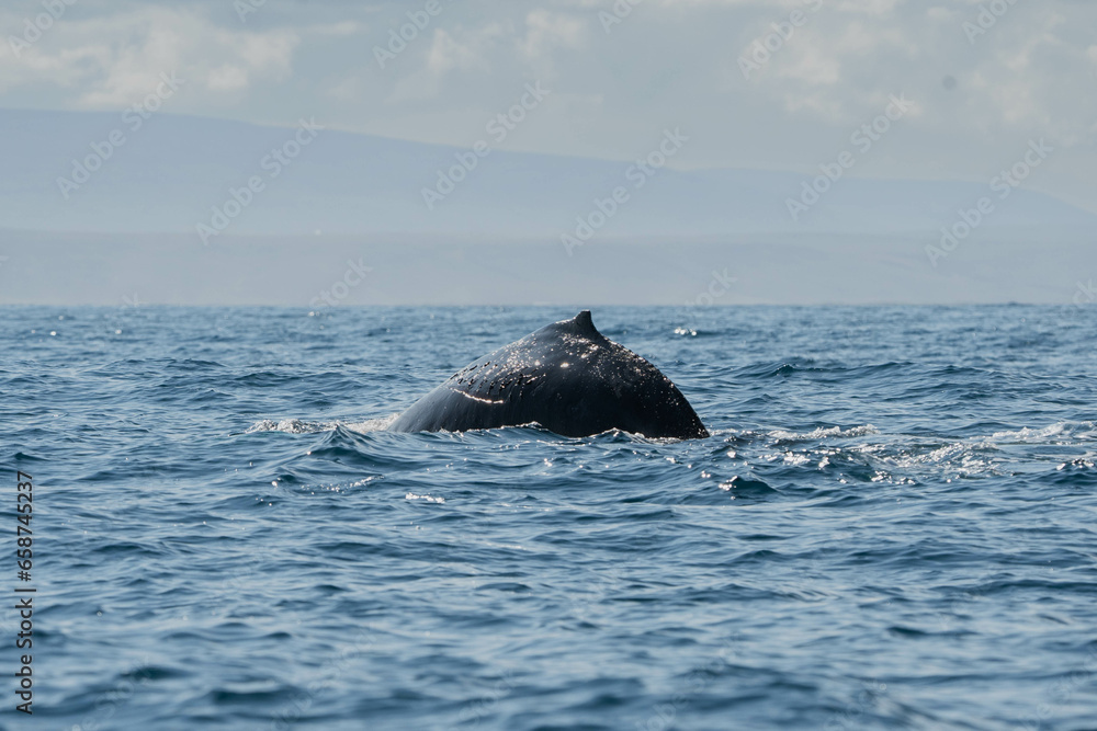 Fototapeta premium Whale jumping off the water and its tail flowing
