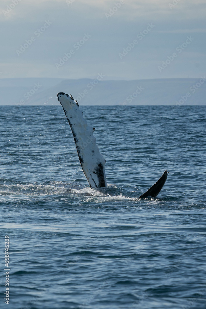 Fototapeta premium Whale jumping off the water and its tail flowing