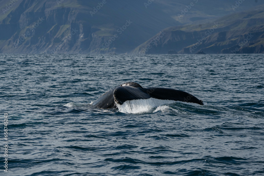 Whale jumping off the water and its tail flowing Whale jumping off the water and its tail flowing