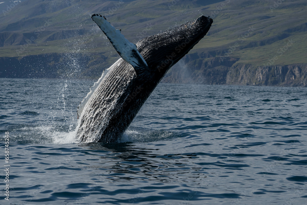 Fototapeta premium Whale jumping off the water and its tail flowing
