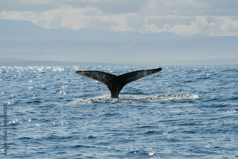 Fototapeta premium Whale jumping off the water and its tail flowing