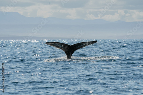Whale jumping off the water and its tail flowing