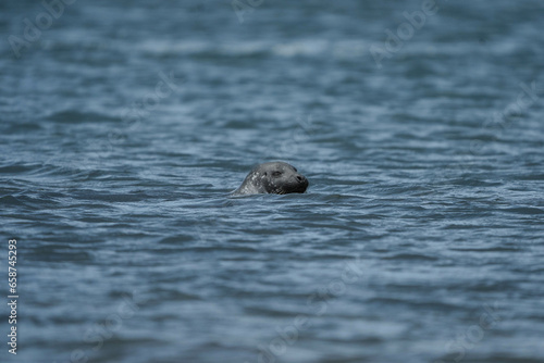 Seal playing in the water photo