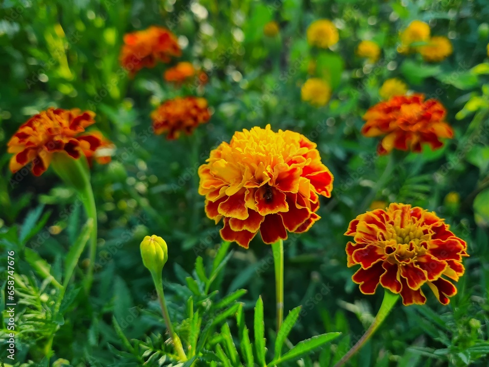 orange marigold flower in the garden orange marigold flower in the garden