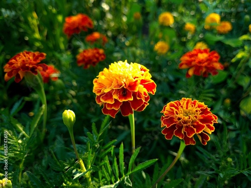 orange marigold flower in the garden
