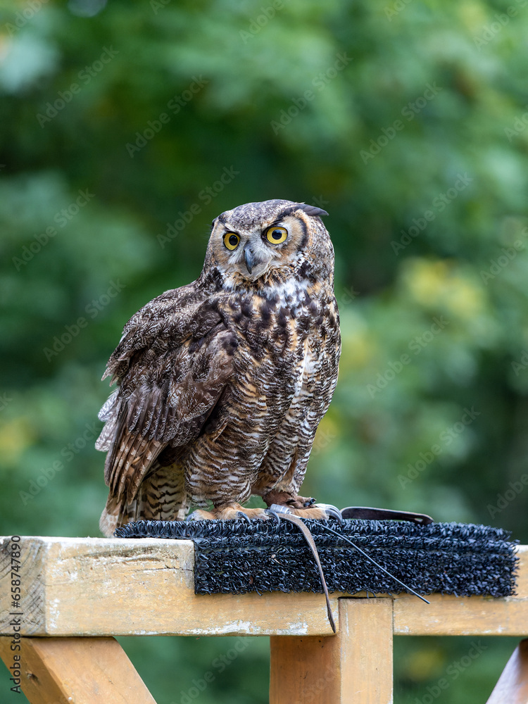 Fototapeta premium Great horned owl perched on a fence