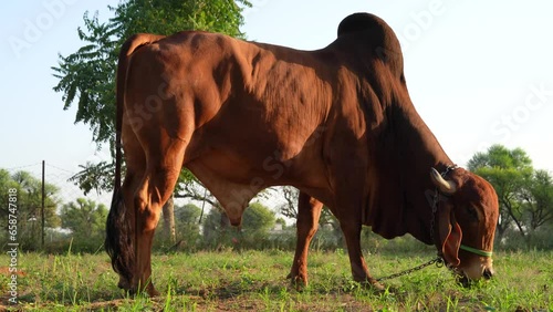 HQ video clip of a brahman adult brown color Gir bull, imposing breeder for meat production grazing in the farmland photo