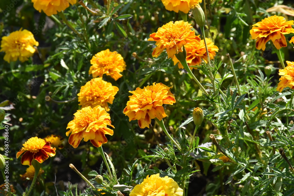 orange marigold flower in the garden orange marigold flower in the garden