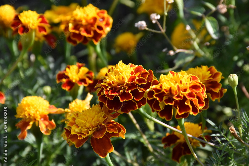 orange marigold flower in the garden orange marigold flower in the garden
