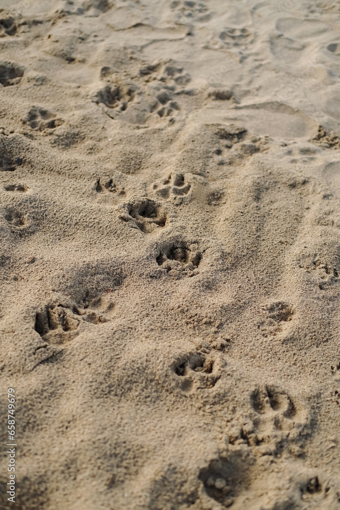 Texture of the sand and dog paw prints on the beach. Texture of the sand and dog paw prints on the beach.