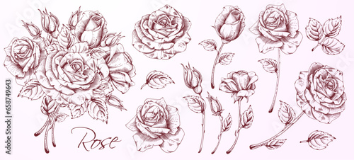 High detailed hand drawn hatching flowers set - blooming roses, leaves and flower buds. Engraving, doodle style. Monochrome colors. Isolated on pink background. Vector illustration