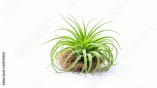 Isolated Tillandsia on a white background. Tillandsia are carefree, low-maintenance ornamental plants that don't need soil, just lots of water, sunlight, and a healthy supply of air. fresh Tillandsia 