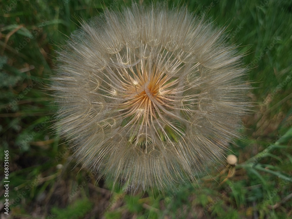Fototapeta premium the fluffy dandelion close-up