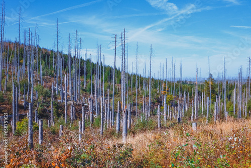 Waldsterben und Natur im Wandel