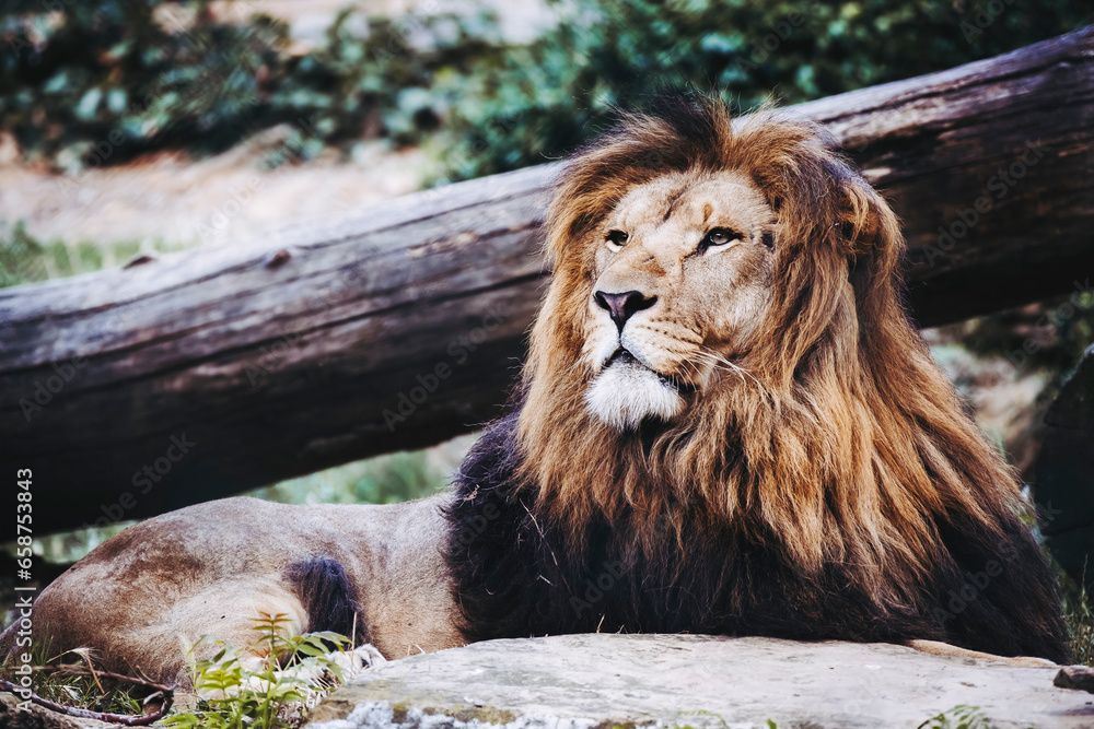 Obraz premium Portrait close-up d'un majestueux roi lion