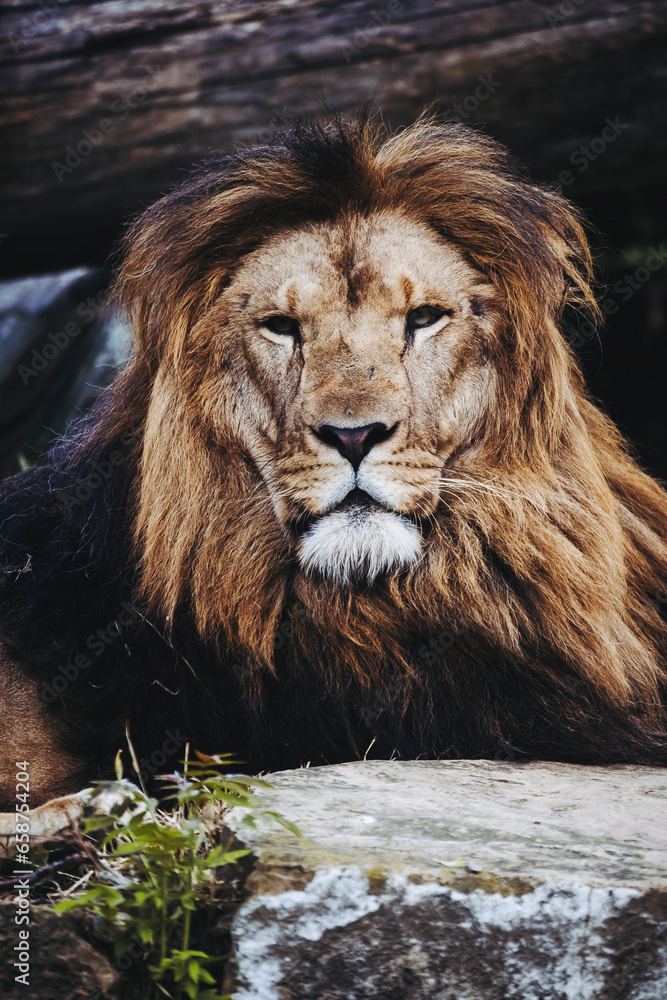 Portrait close-up d'un majestueux roi lion Portrait close-up d'un majestueux roi lion