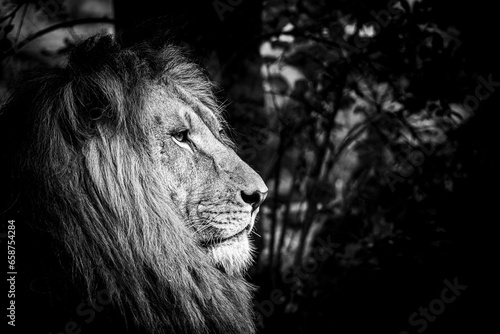 Fototapeta Naklejka Na Ścianę i Meble -  Portrait close-up d'un majestueux roi lion