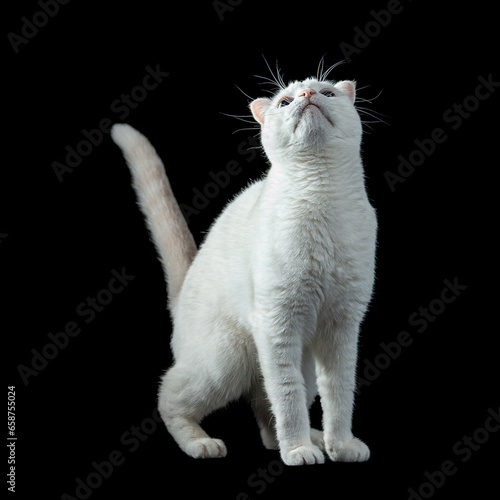 White cat on black background