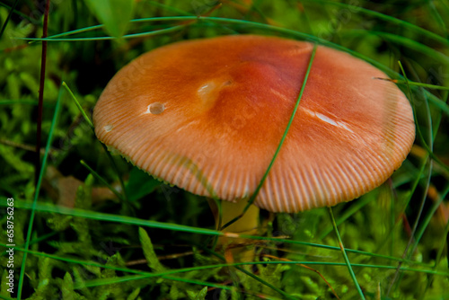 Sizable mushroom overgrown with wild grass in the middle of the forest