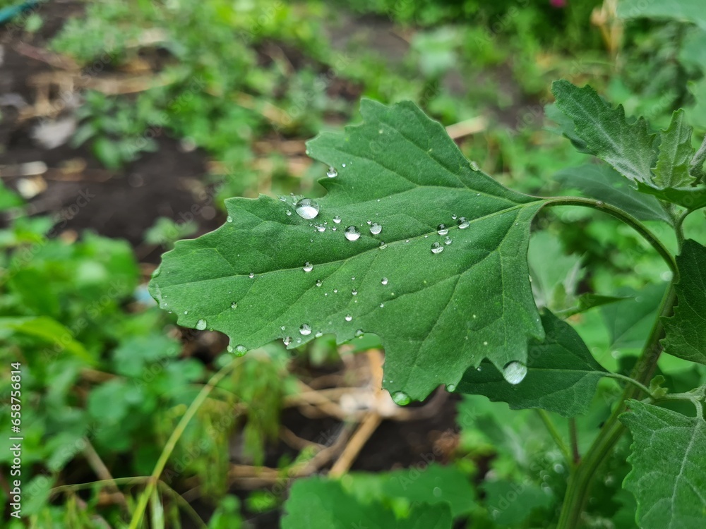Fresh Green Leaves Adorned with Raindrop
Fresh Green Leaves Adorned with Raindrop