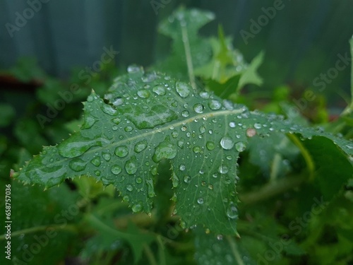 Fresh Green Leaves Adorned with Raindrop
 photo