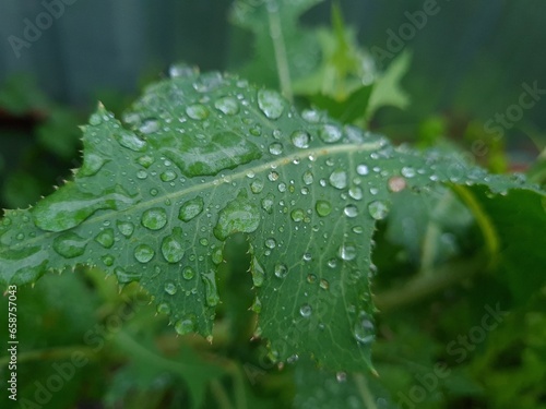 Fresh Green Leaves Adorned with Raindrop 