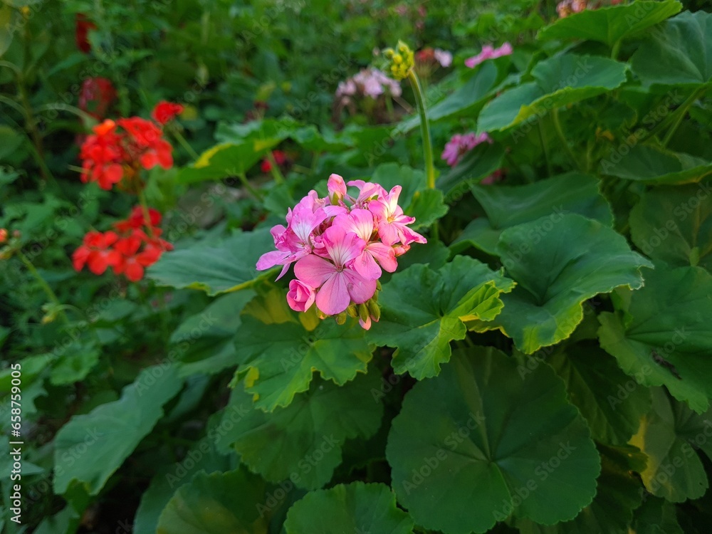 The pink garden geranium flower