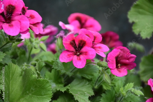 The pink garden geranium flower
