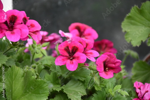 The pink garden geranium flower