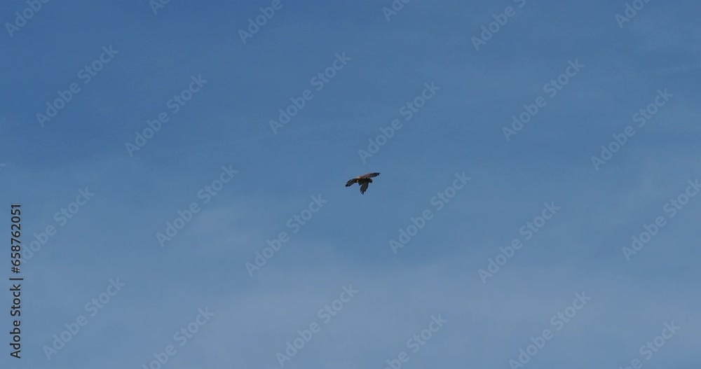 (Falco tinnunculus) Faucon crécerelle ou crécerelle commune en vol stationnaire en Saint-Esprit
(Falco tinnunculus) Faucon crécerelle ou crécerelle commune en vol stationnaire en Saint-Esprit