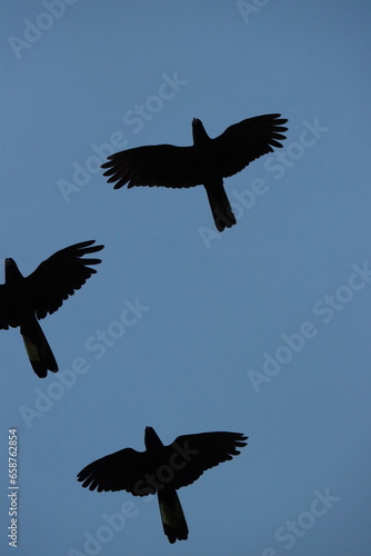 Silhouette of Black Cockatoos in the sky of Hobart , Tasmania, Australia