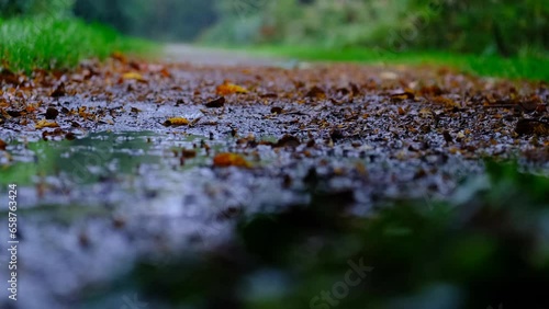 View from a low vantage point of an autumnal path in the rain