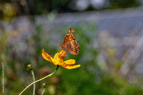 Variegated fritillary or Euptoieta Claudia in a pollinator garden with a backdrop of solar panels on an autumn day. Butterflies and solar panels form a sustainable climate change alliance.