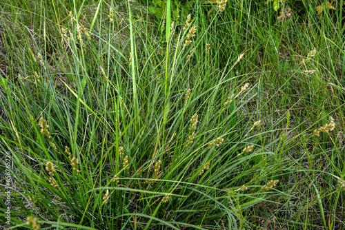 Foto Thickets of thorny sedge (Carex muricata), on the banks of rivers and lakes