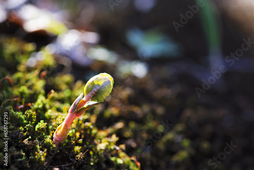 A small plant germinates in spring. Close up of young seeds germination and growing plants, wet green moss, natural background. growing, sprout, early spring. macro nature