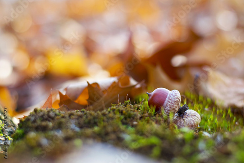 the acorn lies on the green moss of the autumn forest. early spring in the forest. a group of acorns, green forest moss and dry leaves. Oak Grove. close-up, natural background and place for text