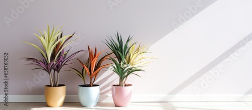 Indoor close up of rainbow cordyline plant in pots by white wall with sharp shadows shallow depth of field With copyspace for text photo