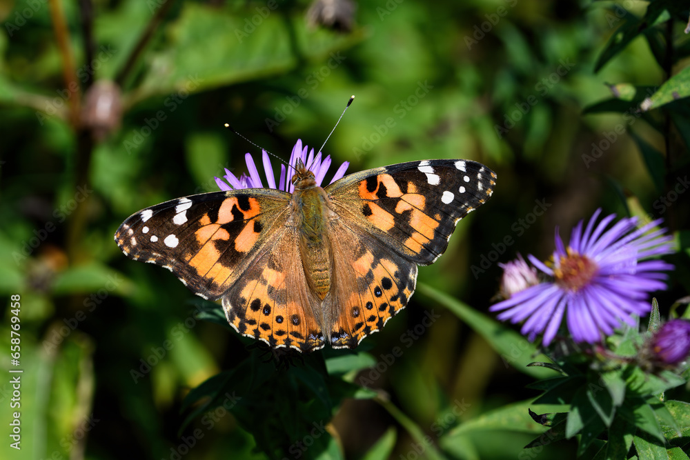 Painted lady feeding on brightly colored New England Aster. It is in the Cynthia group of colorful butterflies and comprises a subgenus of the genus Vanessa in the family Nymphalidae. Painted lady feeding on brightly colored New England Aster. It is in the Cynthia group of colorful butterflies and comprises a subgenus of the genus Vanessa in the family Nymphalidae.
