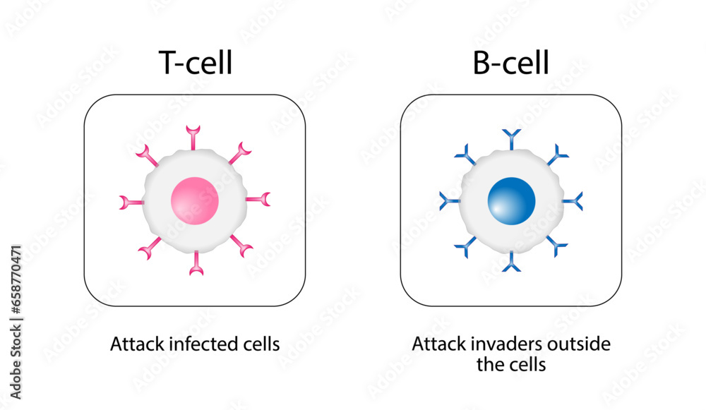 Cells of adaptive immune system. T cell and B cell. T- lymphocyte and B-lymphocyte. Vector illustration